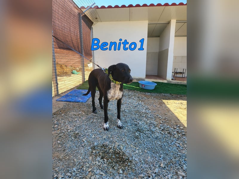 Benito1 geb. 05/2025 (ESP) - liebevoller, mutiger und loyaler Junghund!