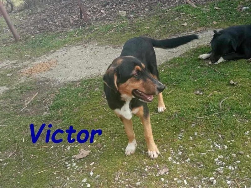 Victor geb. 07/2023 (GRC Pflegestelle) - wunderschöner und menschenbezogener Junghund!