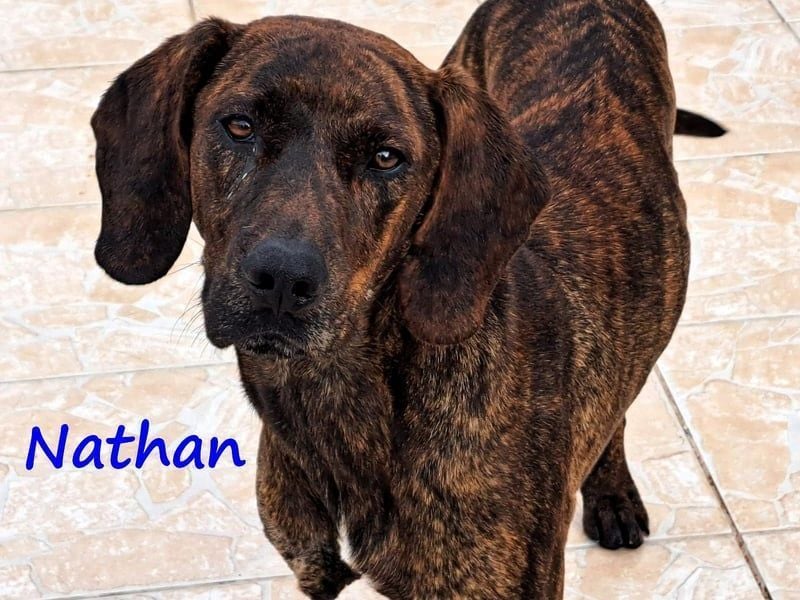 Nathan geb. 01/2022 (GRC) - verspielter, charmanter und wunderschöner Rüde!