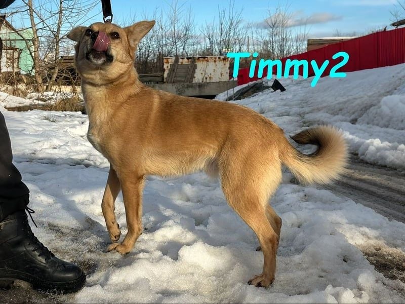 Timmy2 geb. 03/2023 - verspielter, aktiver und fröhlicher junger Rüde!