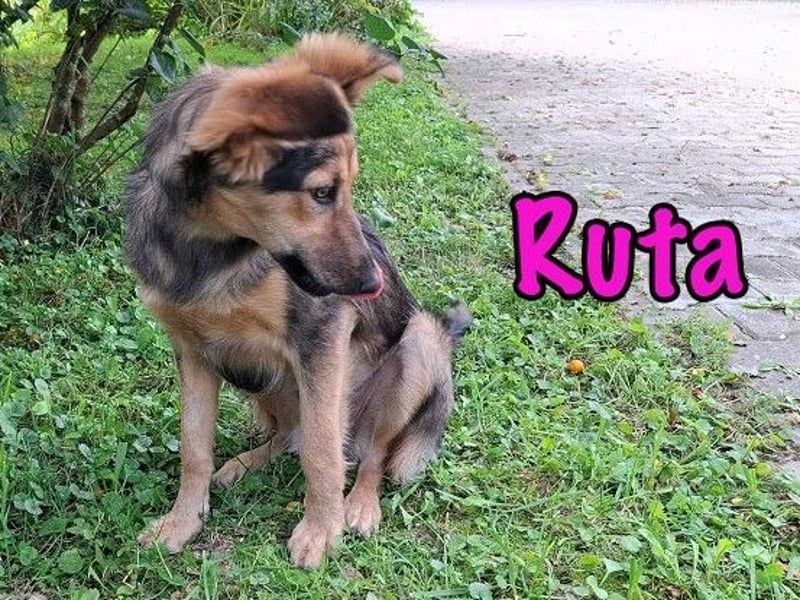 Ruta geb. 01/2025 - gehorsame und fröhliche, wunderschöne Welpin!