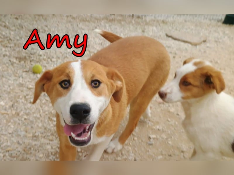 Amy geb. 11/2025 (GRC) - soziale + glückliche Maus sucht ihre eigene Familie!
