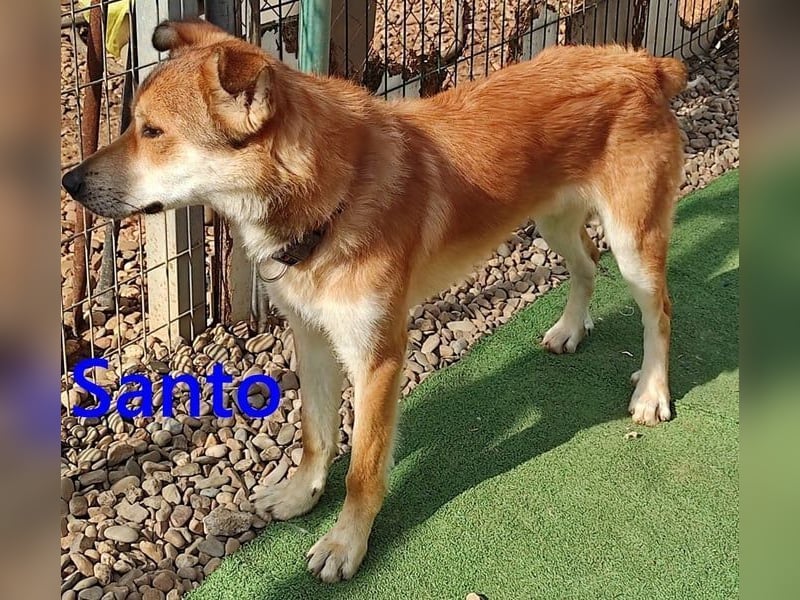 Santo geb. 02/2024 (ESP) - verspielter und lieber Rüde!