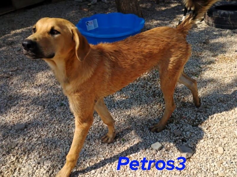 Petros3 geb. 12/2024 (GRC) - ausgeglichener, freundlicher und geselliger Junghund!