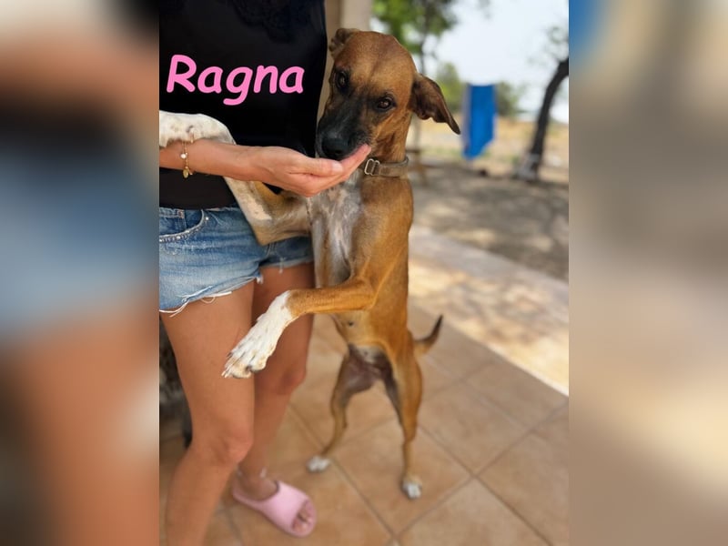 Ragna geb. 01/2025 (ESP) - gutgelaunte, freundliche Junghündin auf der Suche!