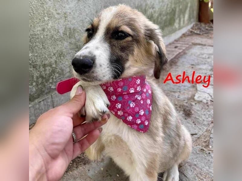 Ashley geb. 07/2023 (GRC) - verspielte und fröhliche, süße junge Hündin!