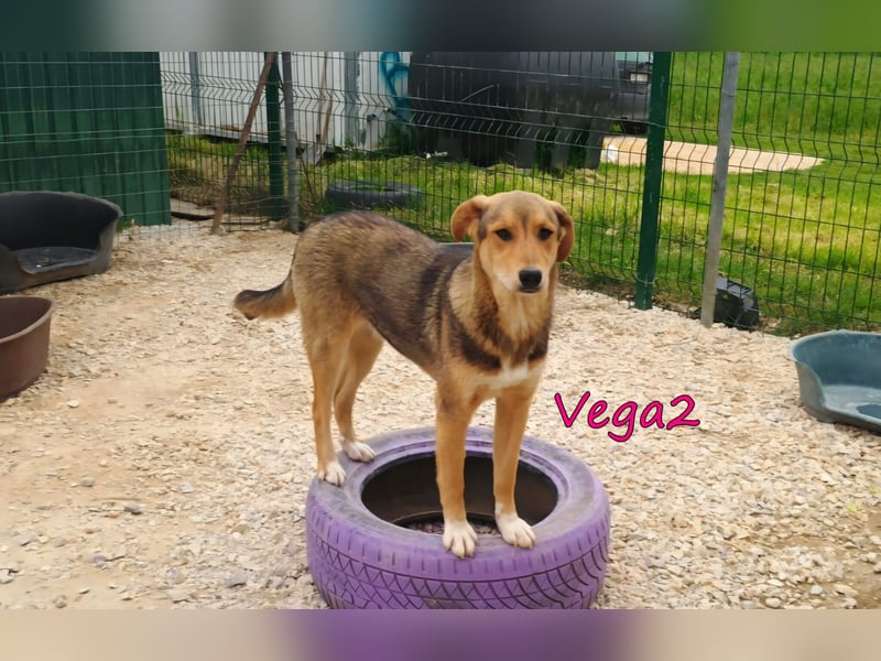 Vega2 geb. 08/2025 (GRC) - zärtliche und anhängliche Welpin!
