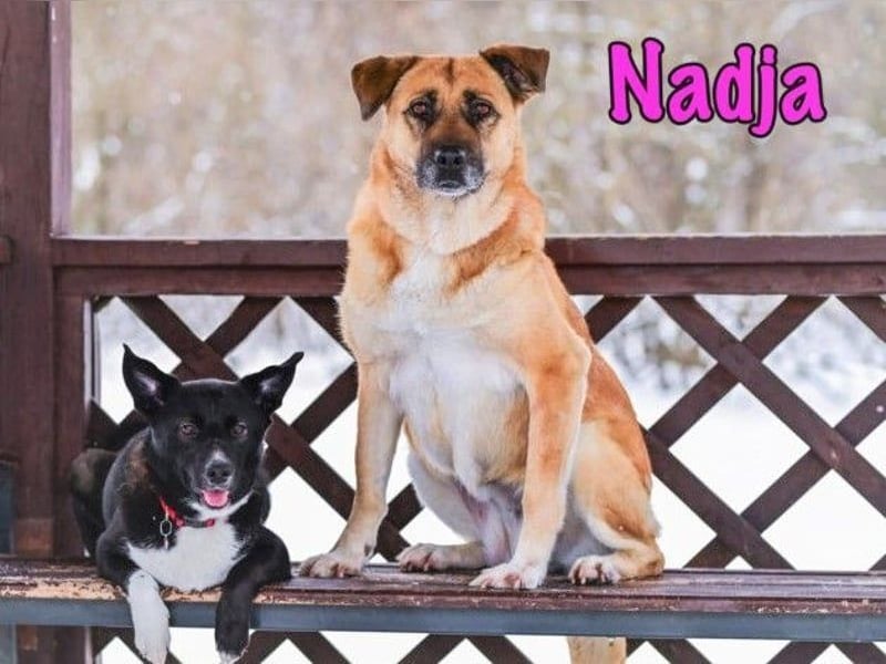 Nadja geb. 01/2017 - treue und verschmuste Hündin mit goldenem Herz!