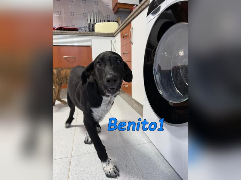 Benito1 geb. 05/2025 (ESP) - liebevoller, mutiger und loyaler Junghund!