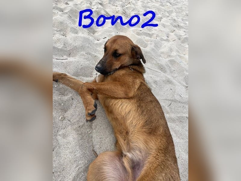 Bono2 geb. 10/2024 (GRC) - entspannter und menschenbezogener Junghund!