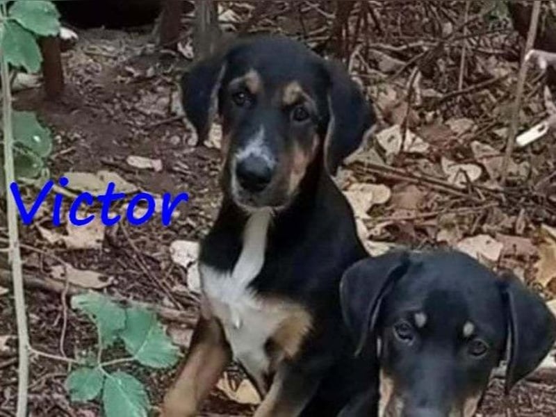 Victor geb. 07/2023 (GRC) - wunderschöner und menschenbezogener Junghund! Victor geb. 07/2023 (GRC) - wunderschöner und menschenbezogener Junghund!