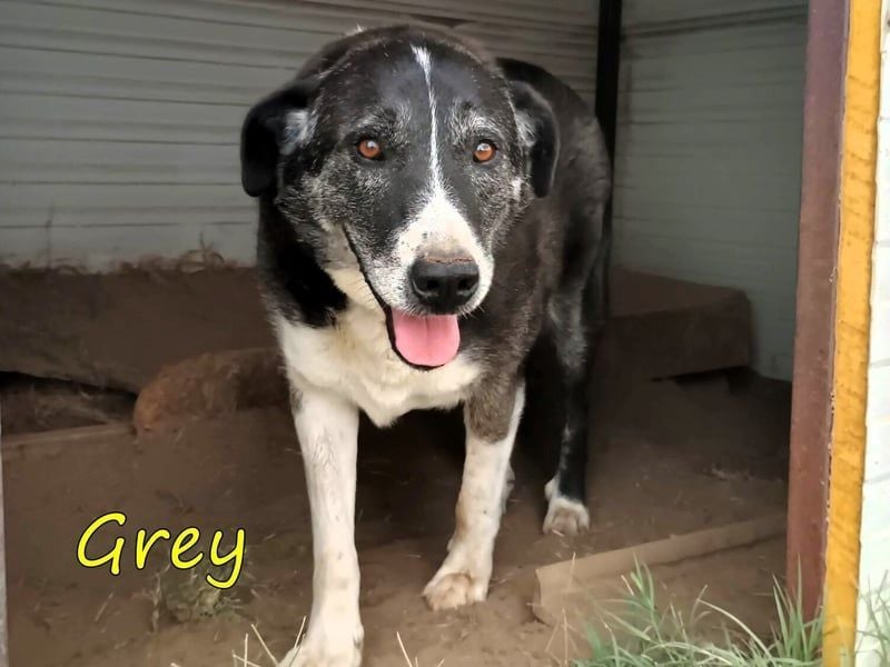Grey geb. 11/2017 (GRC) - süßer mit einem großem Herz sucht ein warmes Zuhause!