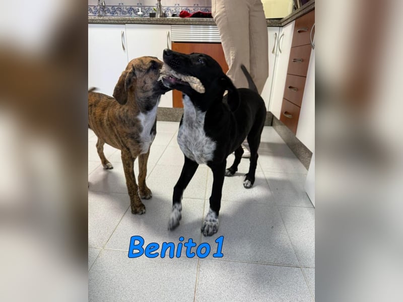 Benito1 geb. 05/2025 (ESP) - liebevoller, mutiger und loyaler Junghund!