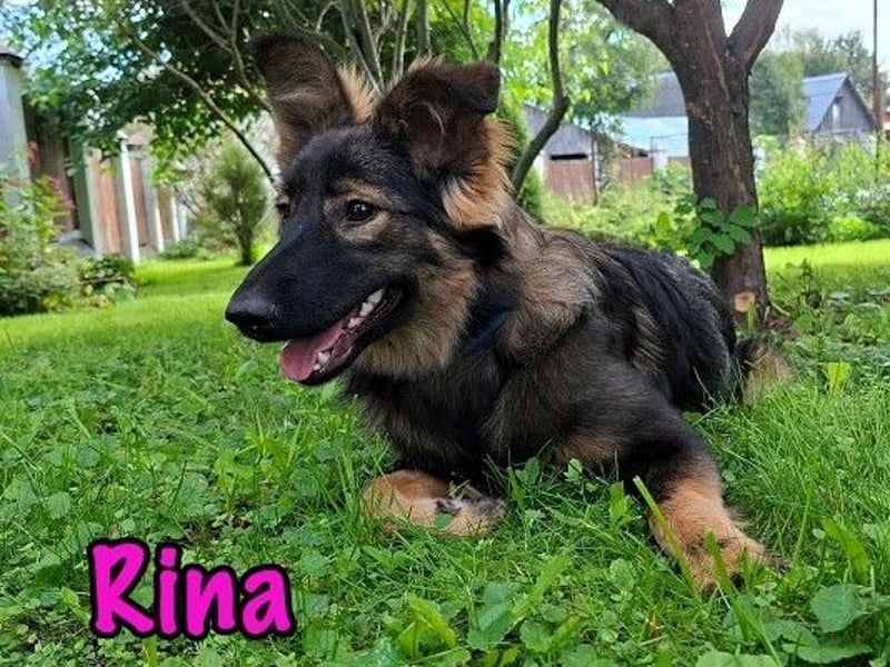 Rina geb. 01/2025 - charmante und verspielte, hübsche Welpin!