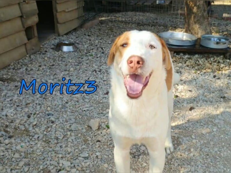 Moritz3 geb. 12/2025 (GRC) - menschenbezogener Junghund sucht endlich seine Familie!