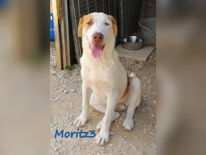 Moritz3 geb. 12/2025 (GRC) - freundlicher und verspielter Welpe sucht seine eigene Familie!