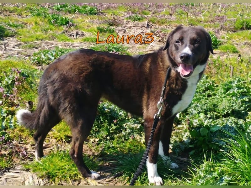 Laura3 geb. 06/2019 (GRC) - schüchterne Schönheit wünscht sich ein ruhiges Zuhause!