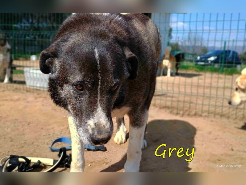 Grey geb. 11/2017 (GRC) - süßer und sensibler Opi mit einem großem Herz sucht ein warmes Zuhause!