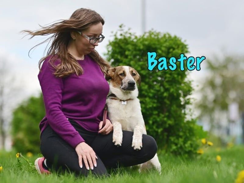 Baster geb. 10/2021 (in Deutschland) - sportlicher, verschmuster und aufmerksamer Rüde!