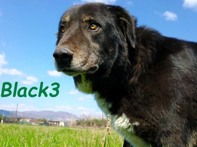 Black3 geb. 03/2019 (GRC) - sanfter, liebevoller und verschmuster Rüde!