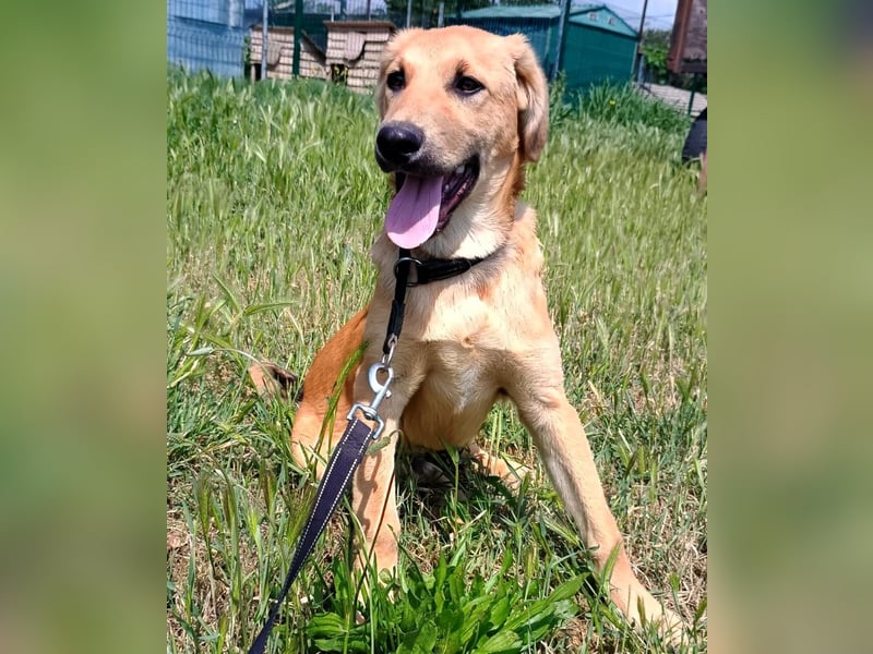 Petros3 geb. 12/2024 (GRC) - ausgeglichener, freundlicher und geselliger Junghund!