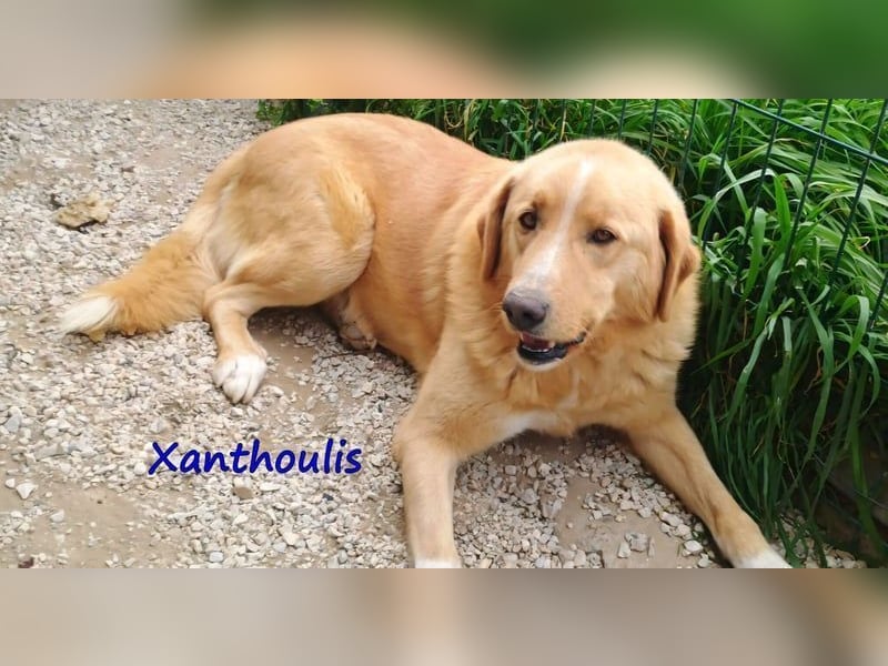 Xanthoulis geb. 01/2019 (GRC) - kluger, fröhlicher und menschenbezogener Rüde!