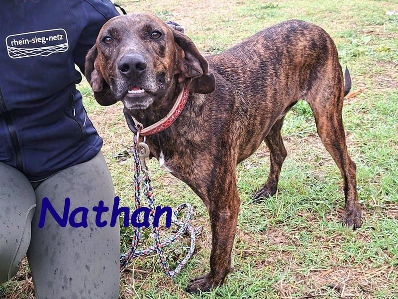 Nathan geb. 01/2022 (GRC) - verspielter, charmanter und wunderschöner Rüde!