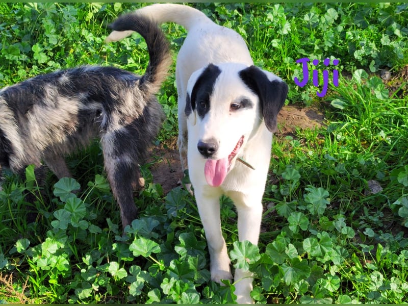 Jiji 07/2023 (in Deutschland) - ruhige und sanfte, wundervolle junge Hündin!