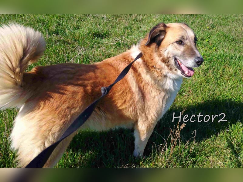 Hector2 geb. 08/2020 (GRC) - ruhiger und freundlicher Rüde wünscht sich eine liebe Familie!
