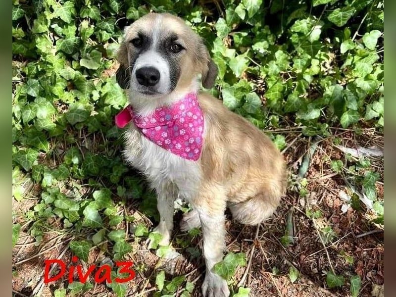 Diva3 geb. 07/2023 (GRC) - lebensfrohe, liebe und verspielte Junghündin!