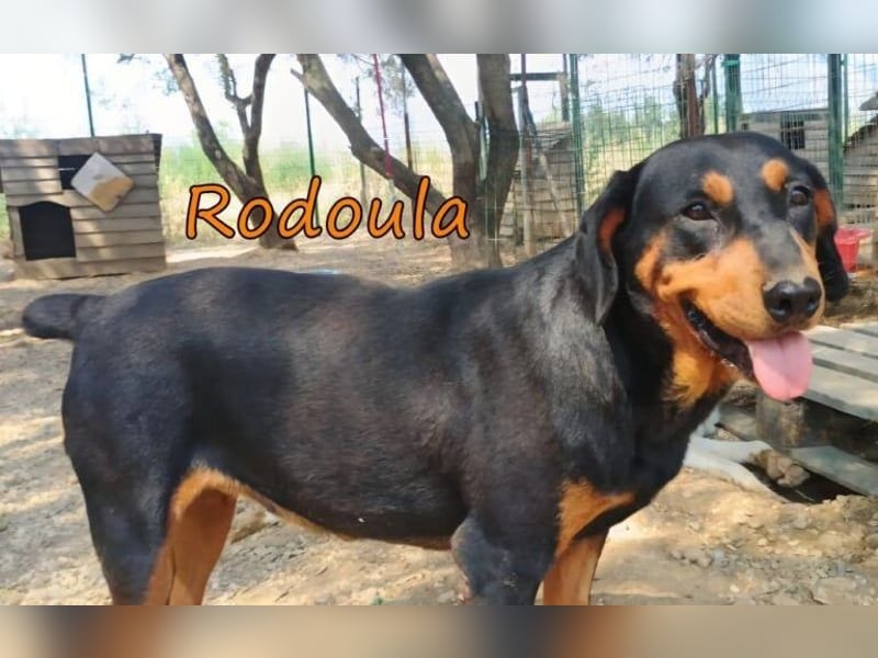 Rodoula geb. 01/2018 (GRC) - sehr ruhige und gelassene, süße und soziale Hündin!