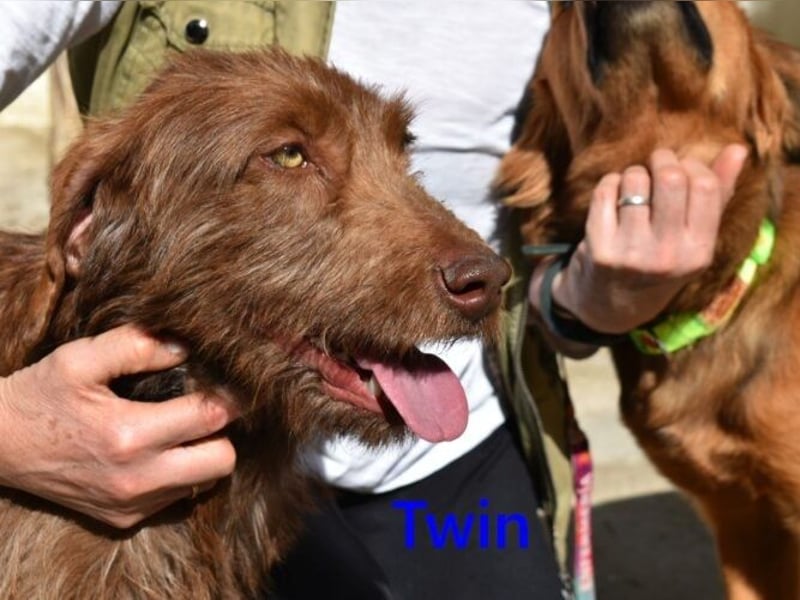Twin geb. 01/2024 (ESP) - verschmuster und menschenbezogener Hundekumpel!