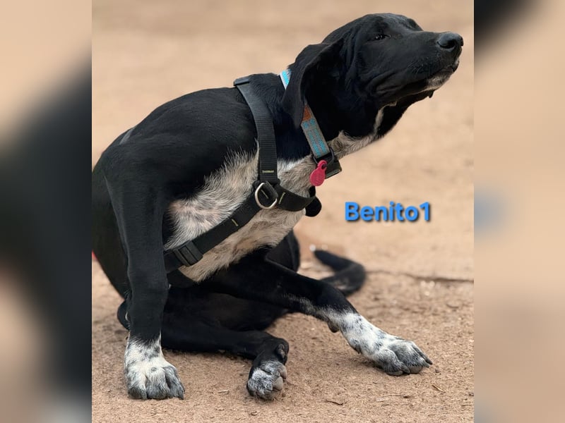 Benito1 geb. 05/2025 (ESP) - liebevoller, mutiger und loyaler Welpe!