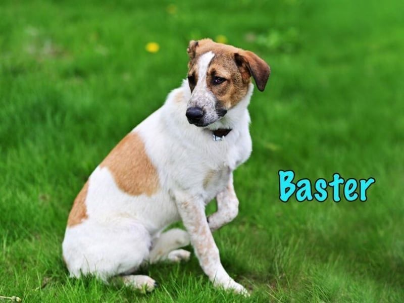 Baster geb. 10/2021 (in Deutschland) - sportlicher, verschmuster und aufmerksamer Rüde!