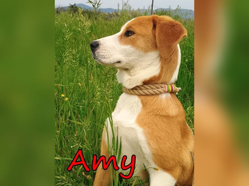 Amy geb. 11/2025 (GRC) - soziale + glückliche Maus sucht ihre eigene Familie!