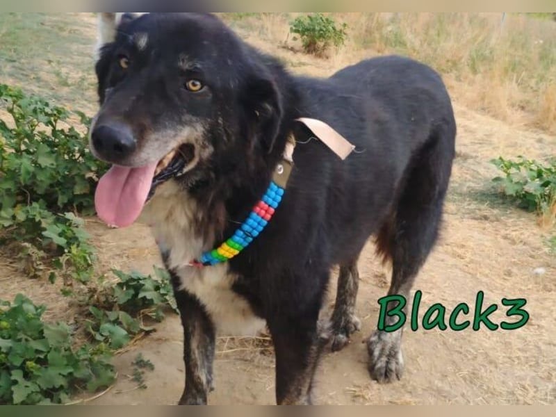 Black3♥️geb. 03/2019 (GRC) - sanfter, liebevoller und verschmuster Rüde!