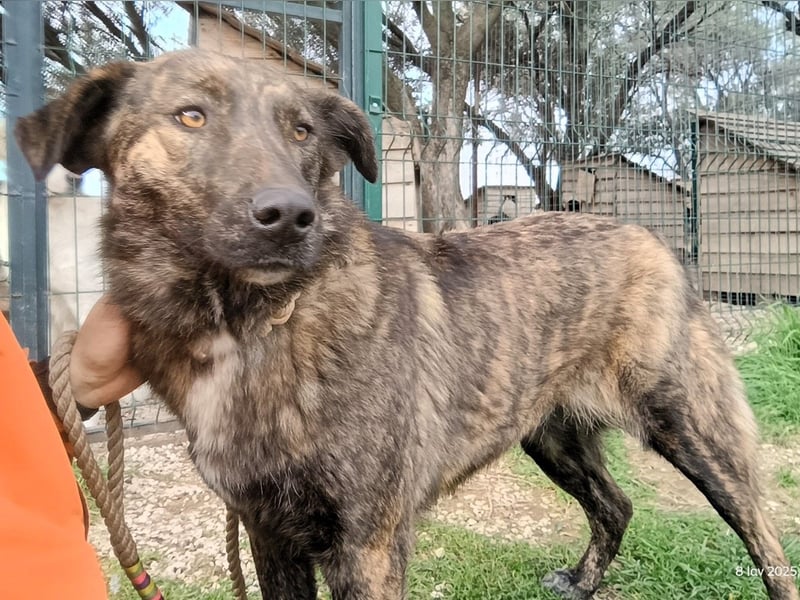 Sally6 geb. 2020 (GRC) - sanftmütige, ruhige und liebenswerte, wunderschöne Hündin!