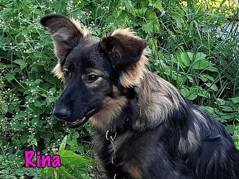 Rina geb. 01/2025 - charmante und verspielte, hübsche Welpin!