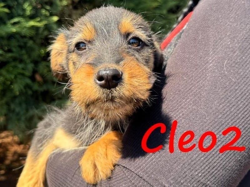 Cleo2 geb. 01/2025 (GRC) - freundliche Junghündin sucht ihr Körbchen!