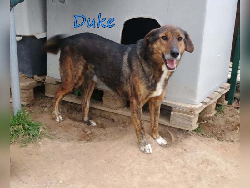 Duke geb. 02/2021 (GRC) - sensibler Rüde möchte endlich das Tierheim verlassen!