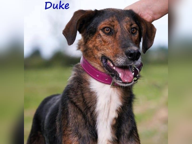 Duke geb. 02/2021 (GRC) - sensibler Rüde möchte endlich das Tierheim verlassen!