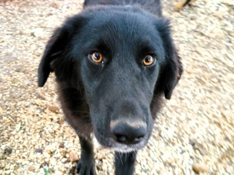 Rover geb. 04/2024 (GRC) - ruhiger, geselliger und liebenswerter Junghund!