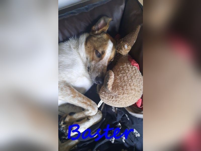 Baster geb. 10/2021 (in Deutschland) - sportlicher, verschmuster und aufmerksamer Rüde!