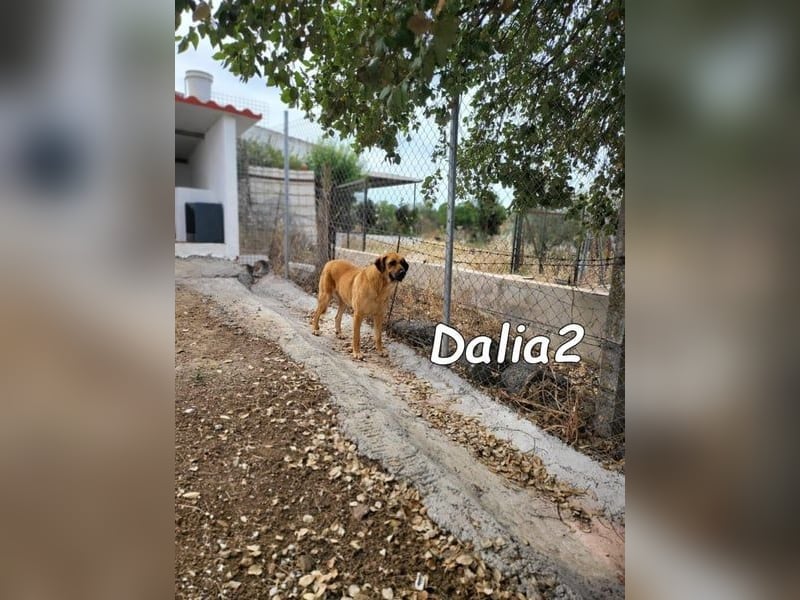 Dalia2 geb. 10/2018 (ESP) - verspielte, sanfte und zurückhaltende Hündin!