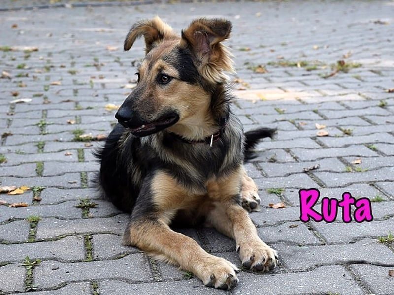 Ruta geb. 01/2025 - gehorsame und fröhliche, wunderschöne Junghündin!