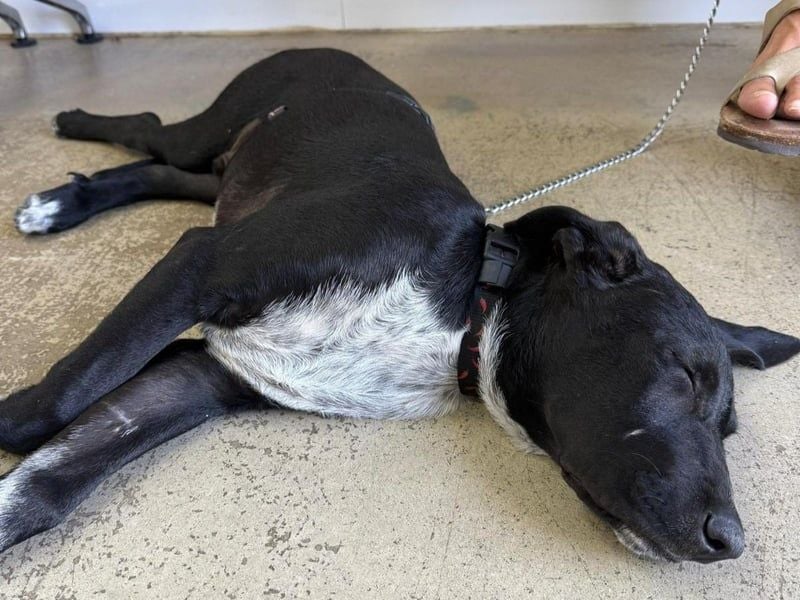 Benito1 geb. 05/2025 (ESP) - liebevoller, mutiger und loyaler Welpe!