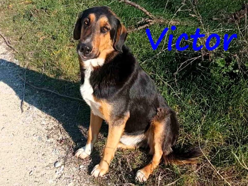Victor geb. 07/2023 (GRC) - wunderschöner und menschenbezogener Junghund!