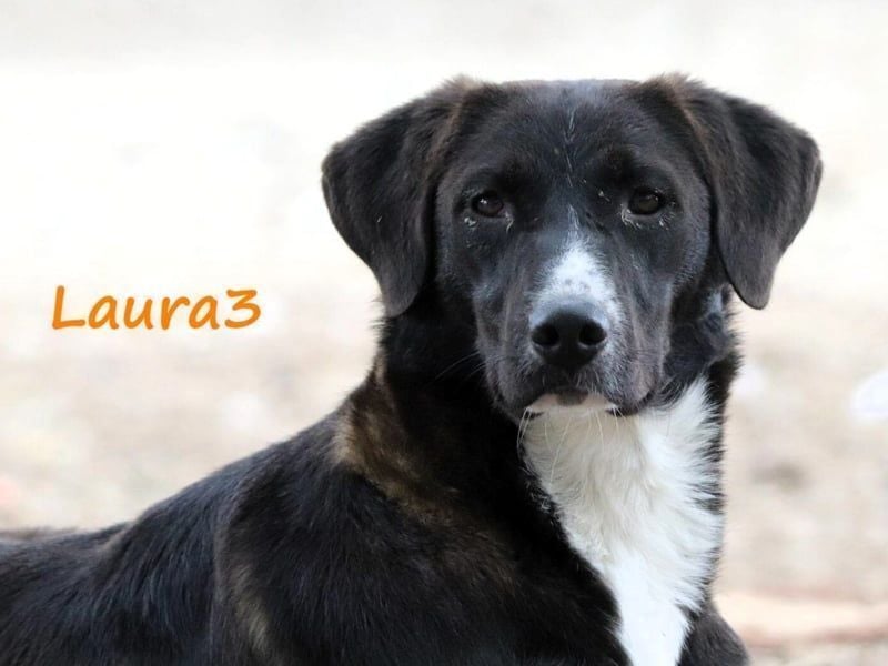 Laura3 geb. 06/2019 (GRC) - schüchterne Schönheit wünscht sich ein ruhiges Zuhause!