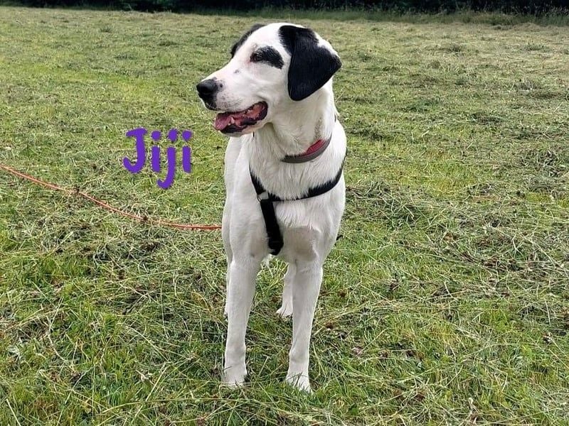 Jiji 07/2023 (in Deutschland) - ruhige und sanfte, wundervolle junge Hündin!