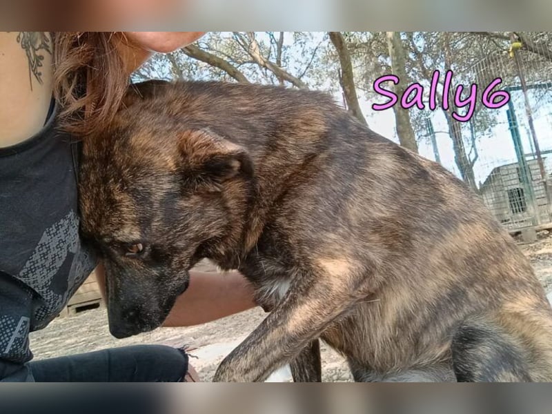 Sally6 geb. 12/2020 (GRC) - schüchterne Schönheit hat so viel mehr verdient!